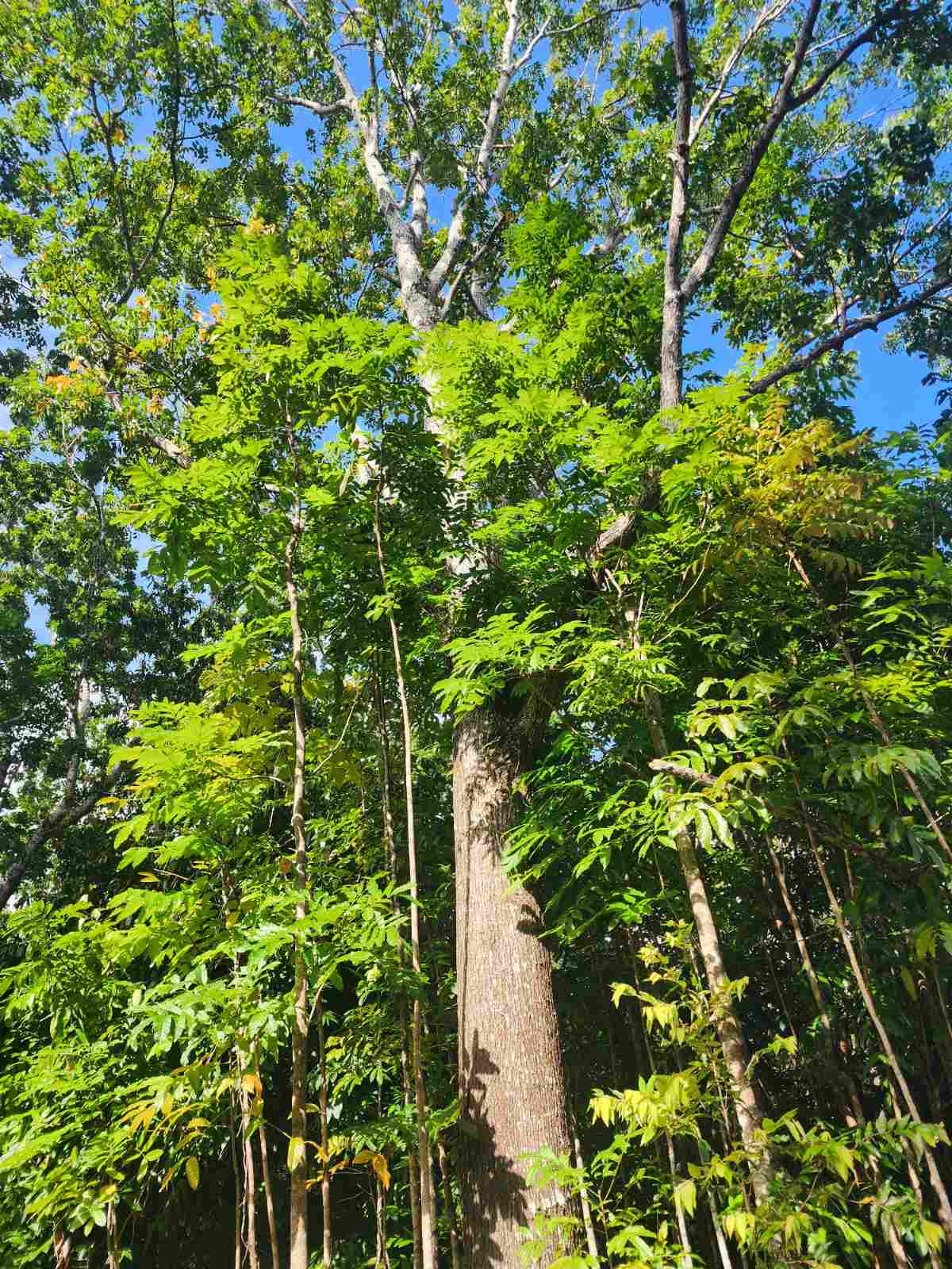 Fiji forest